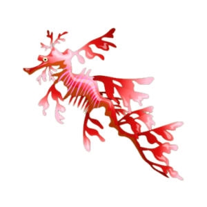 Red Leafy Sea Dragon